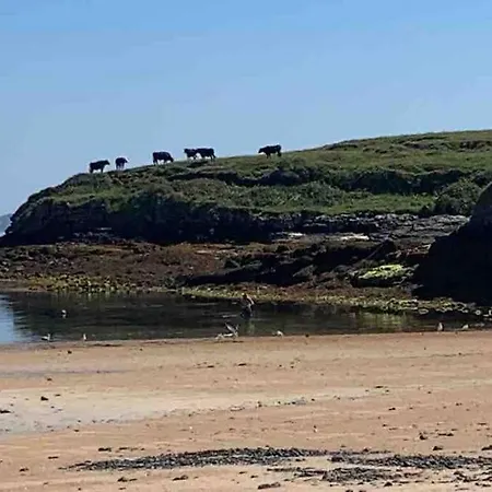 Bumblebee * Donegal Town