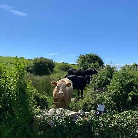 Bumblebee * Donegal Town
