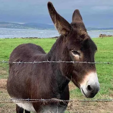 Bumblebee بيت للعطل *