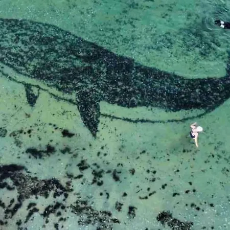 Bumblebee بيت للعطل