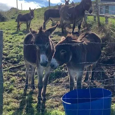 بيت للعطل Bumblebee