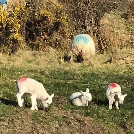 Bumblebee Holiday home Donegal Town