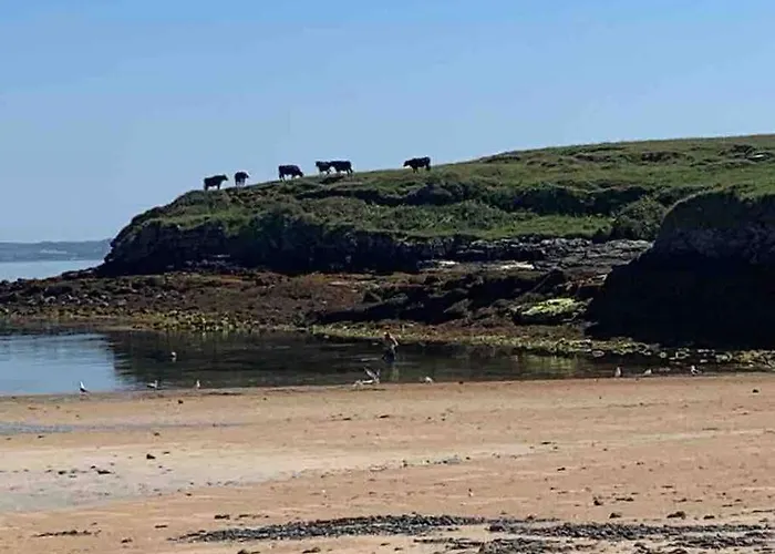 Bumblebee * Donegal Town