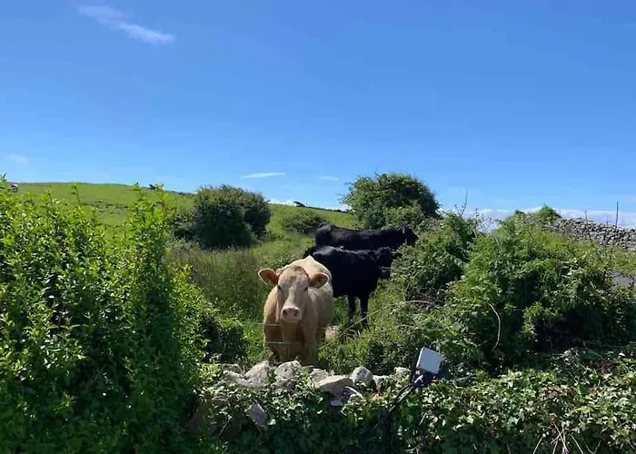 Bumblebee * Donegal Town