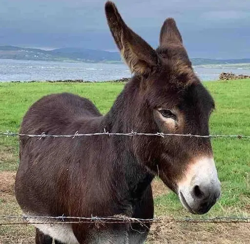 Bumblebee Feriehus *