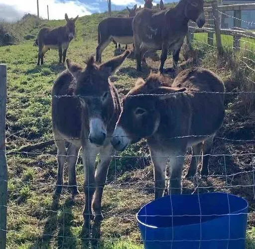 Vakantiehuis Bumblebee