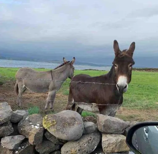 Vakantiehuis Bumblebee Donegal Town