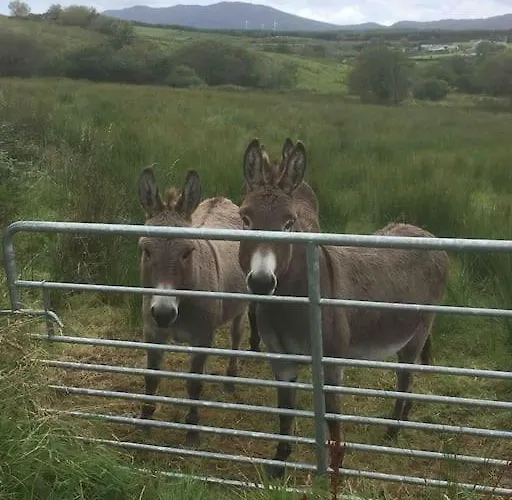 Vakantiehuis Bumblebee Donegal Town