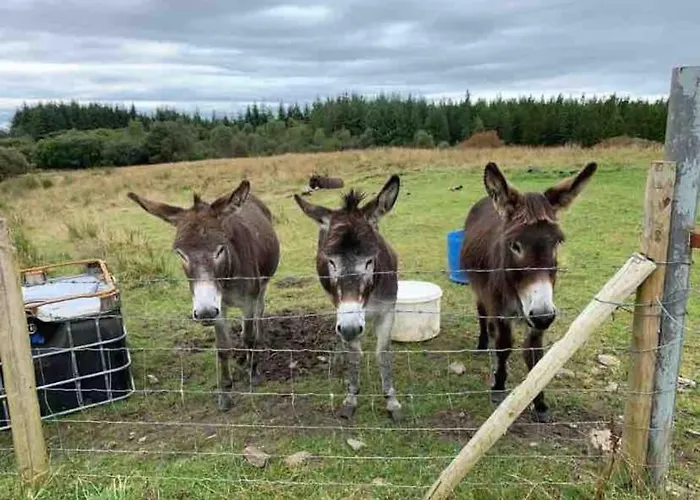 Bumblebee Hébergement de vacances