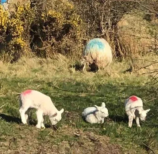 Bumblebee Feriehus Donegal Town