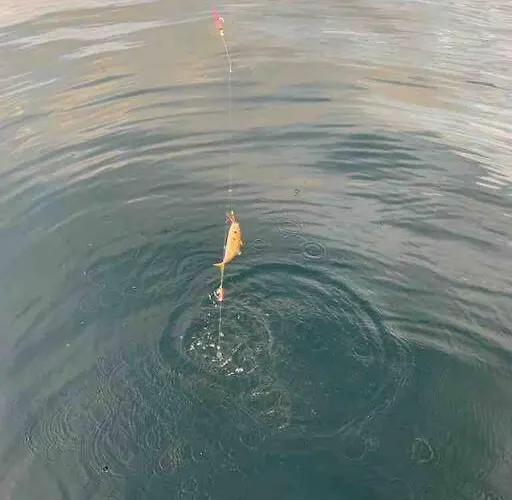 Vakantiehuis Bumblebee *